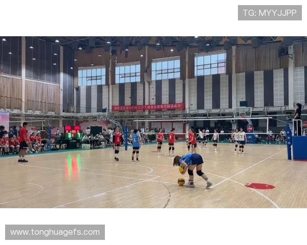 重庆排球队比赛经验的创新与变革引发热议